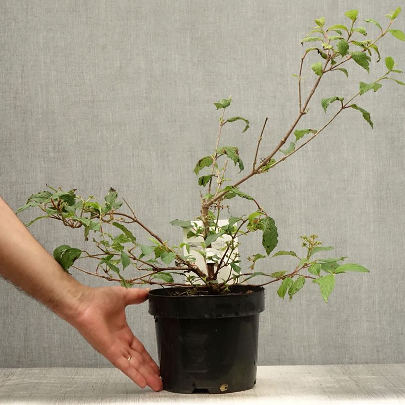 Ejemplar de Viburnum plicatum Kilimanjaro Sunrise - Viburno de China Maceta 2L/3L entregado en verano