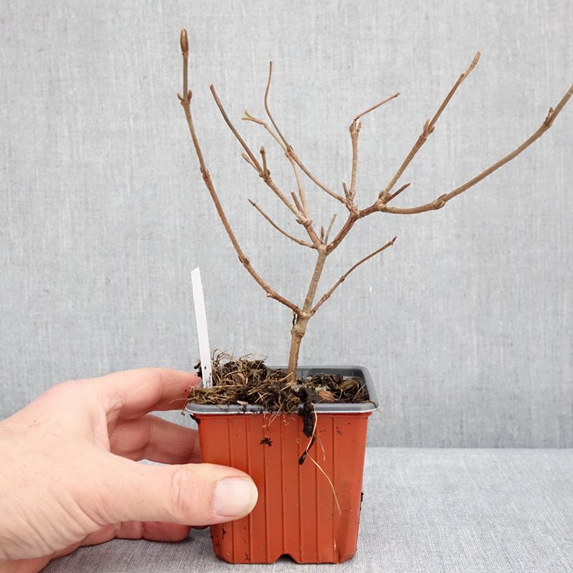 Viburnum plicatum Mariesii - Viburno de China Maceta de 8/9 cm Ejemplar entregado en invierno