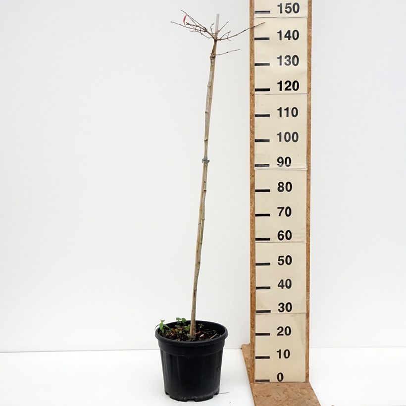 Ejemplar de Viburnum plicatum Mariesii - Viburno de China Maceta 12L/15L entregado en otoño