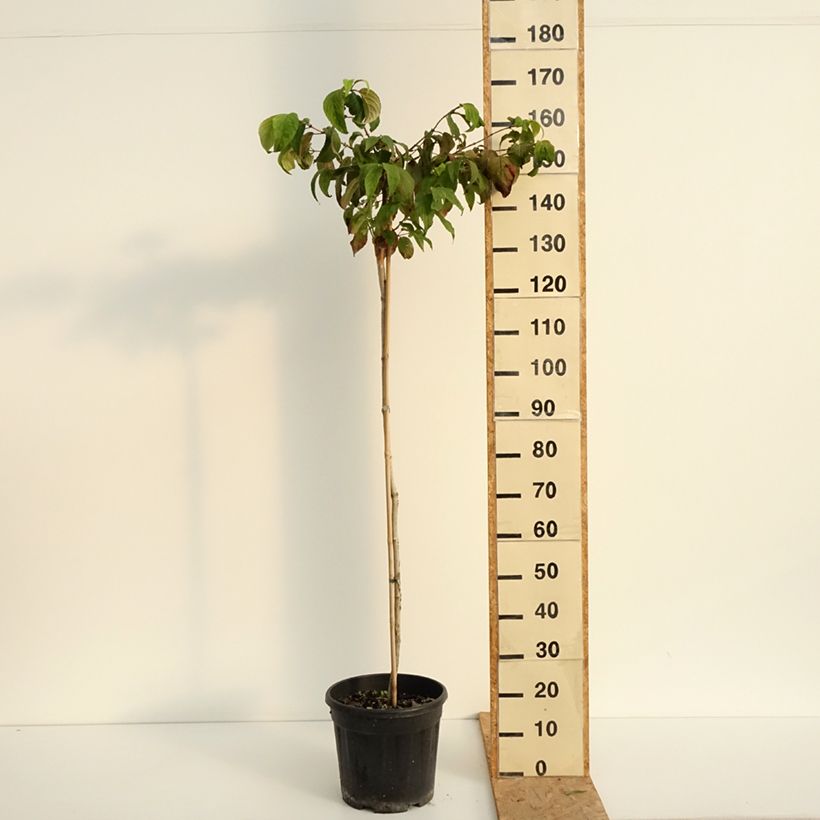 Ejemplar de Viburnum plicatum Mariesii - Viburno de China Maceta 12L/15L entregado en verano