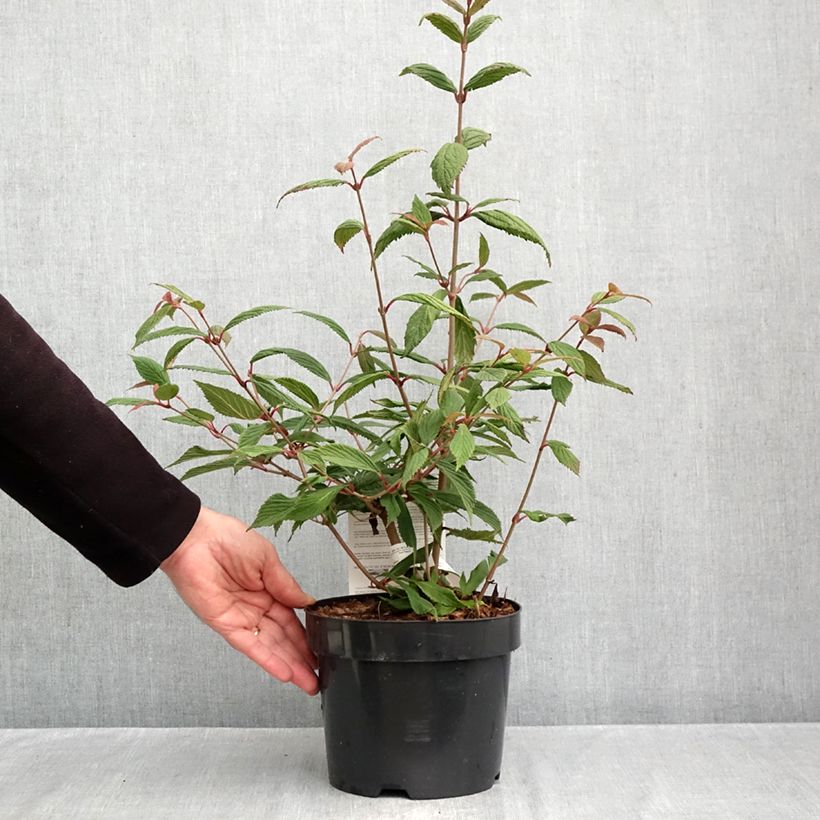 Ejemplar de Viburnum plicatum f. tomentosum Molly Schroeder - Viburno de China Maceta 2L/3L entregado en otoño