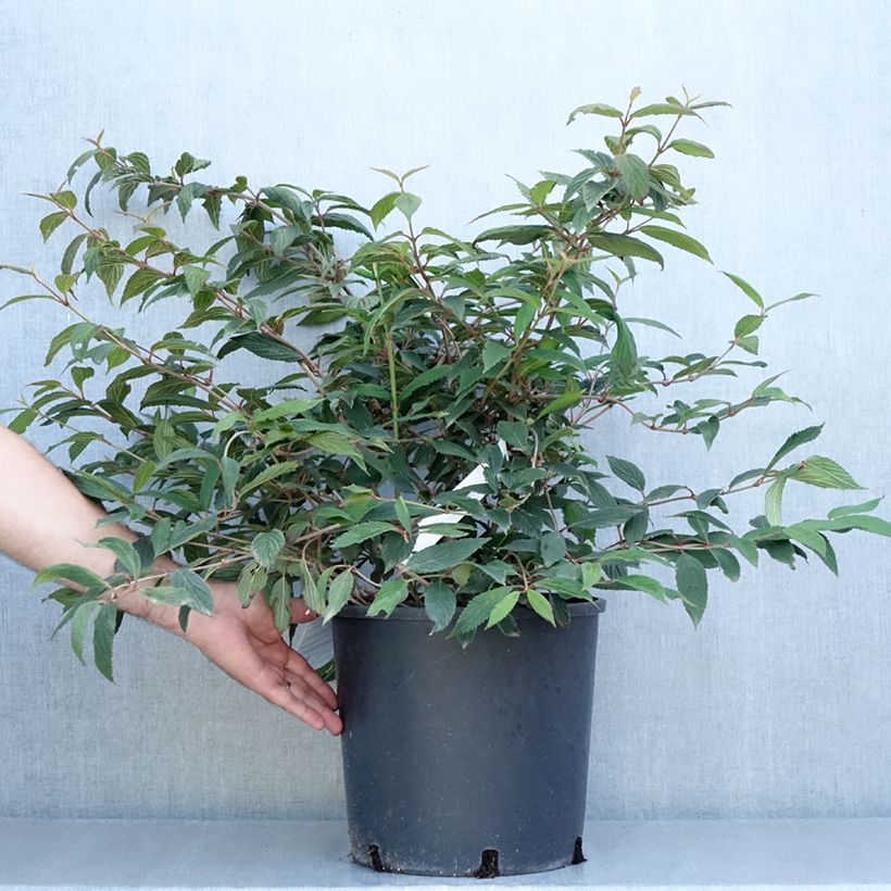 Ejemplar de Viburnum plicatum f. tomentosum Molly Schroeder - Viburno de China Maceta 7,5L/10L entregado en verano