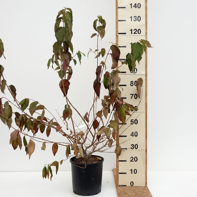 Ejemplar de Viburnum plicatum mariesii Shasta - Viburno de China Maceta 12L/15L entregado en otoño