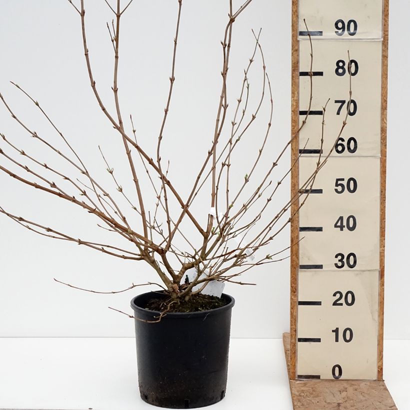 Viburnum plicatum mariesii Shasta - Viburno de China Maceta 12L/15L Ejemplar entregado en invierno