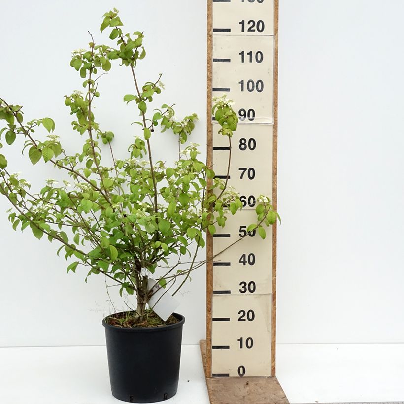 Viburnum plicatum mariesii Shasta - Viburno de China Maceta 12L/15L Ejemplar entregado en la primavera