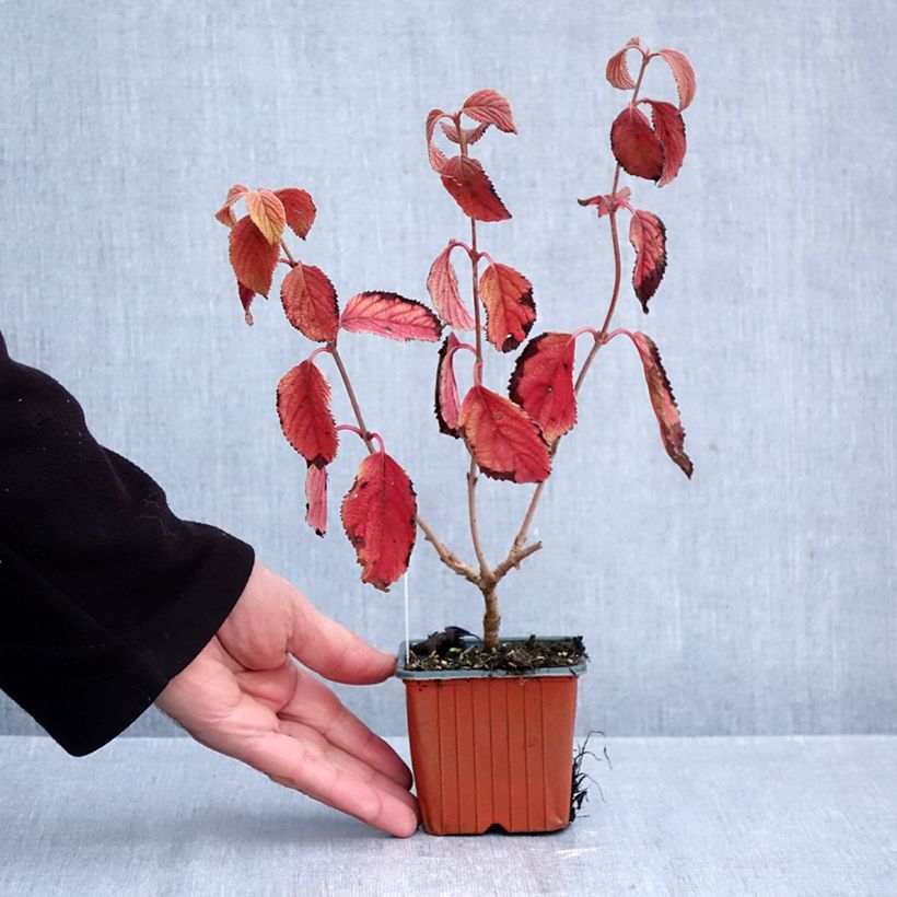 Ejemplar de Viburnum plicatum Tomentosum - Viburno de China Maceta de 8/9 cm entregado en otoño