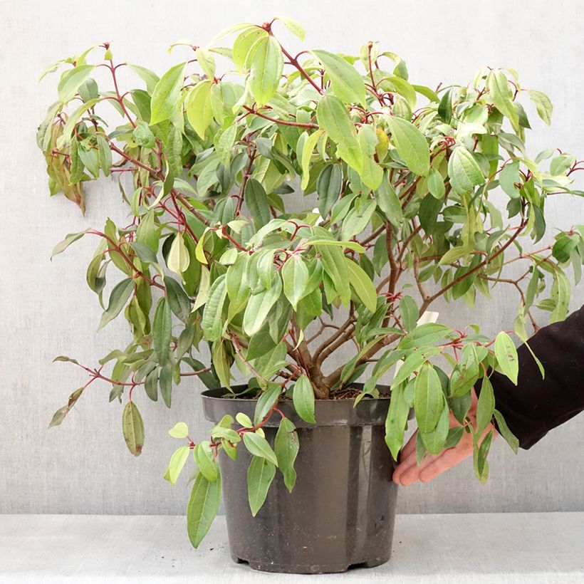 Viburnum davidii Angustifolium - Viburno chino Maceta 7,5L/10L Ejemplar entregado en invierno