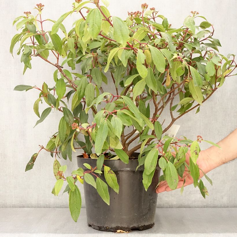 Viburnum davidii Angustifolium - Viburno chino Maceta 7,5L/10L Ejemplar entregado en la primavera