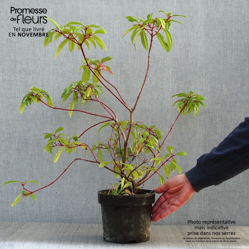 Ejemplar de Viburnum davidii Angustifolium - Viburno chino Maceta 3L/4L entregado en otoño