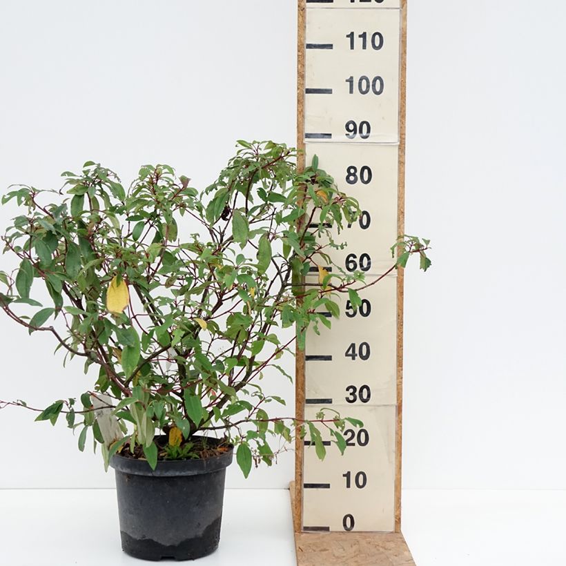 Ejemplar de Viburnum davidii Angustifolium - Viburno chino Maceta 7,5L/10L entregado en otoño