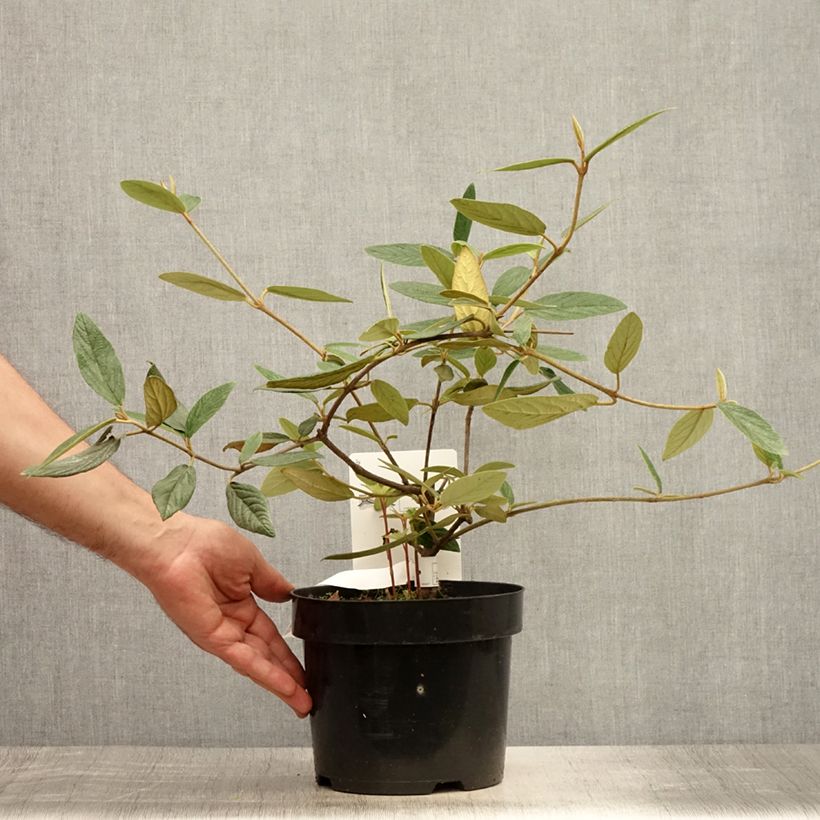 Ejemplar de Viburnum Pragense - Viburno Maceta 3L/4L entregado en verano