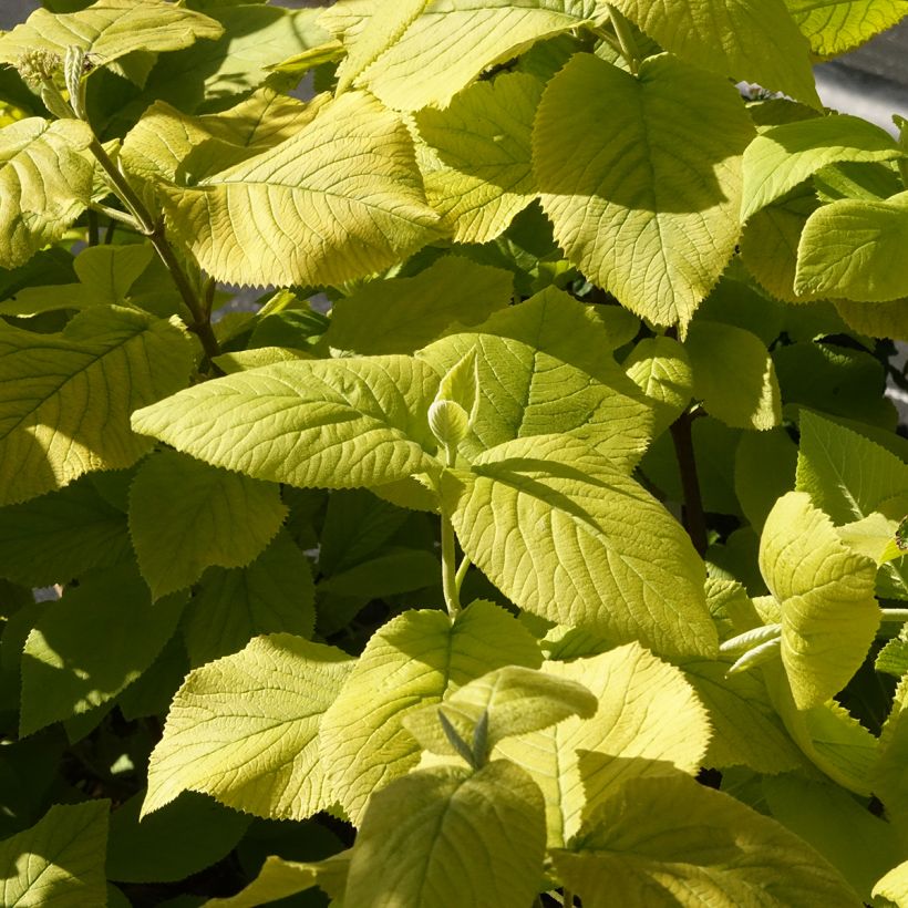 Viburnum lantana Aureum - Morrionera (Follaje)