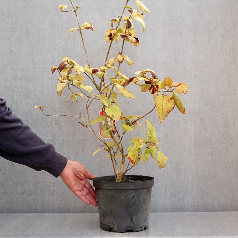 Ejemplar de Viburnum lantana Aureum - Morrionera Maceta 4L/5L entregado en otoño