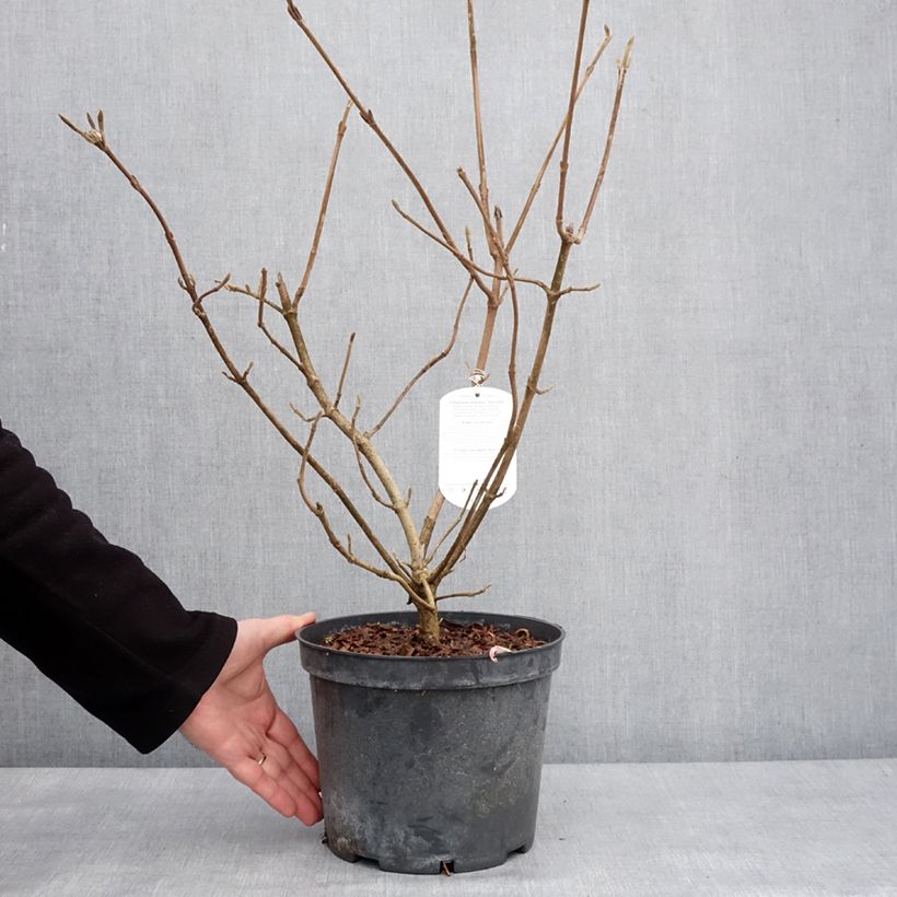 Viburnum lantana Aureum - Morrionera Maceta 4L/5L Ejemplar entregado en invierno