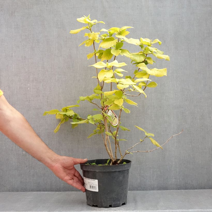 Viburnum lantana Aureum - Morrionera Maceta 4L/5L Ejemplar entregado en la primavera