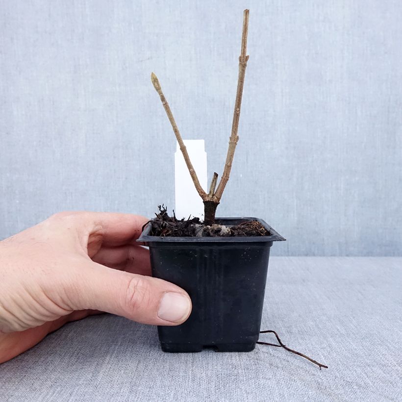 Viburnum lantana - Morrionera Maceta de 8/9 cm Ejemplar entregado en invierno