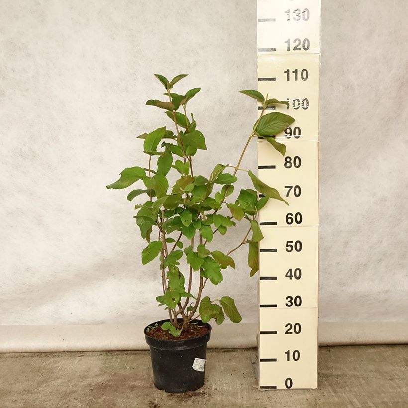 Ejemplar de Viburnum lantana - Morrionera Maceta 4L/5L entregado en verano