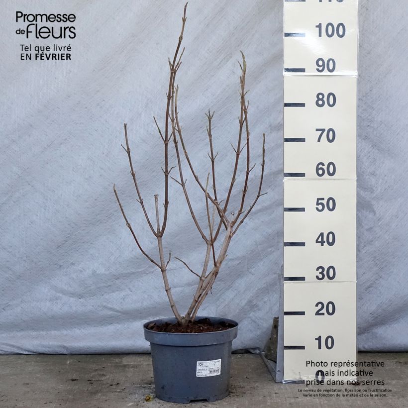 Viburnum lantana - Morrionera Maceta 7,5L/10L Ejemplar entregado en invierno