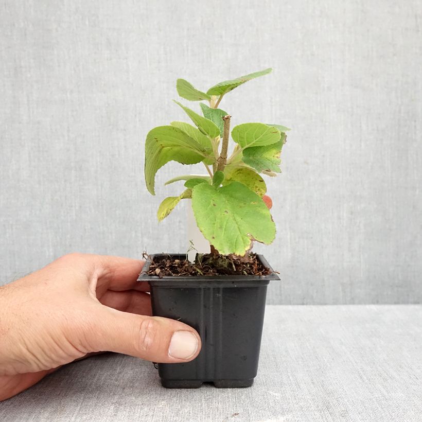 Ejemplar de Viburnum lantana - Morrionera Maceta de 8/9 cm entregado en otoño