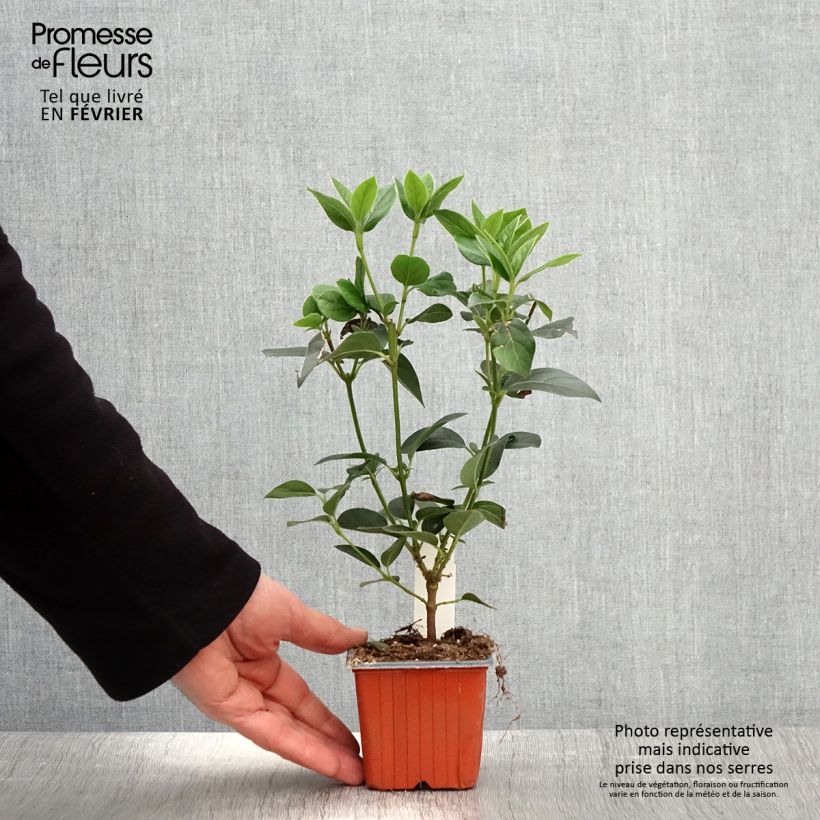 Durillo - Viburnum tinus Maceta de 8/9 cm Ejemplar entregado en invierno