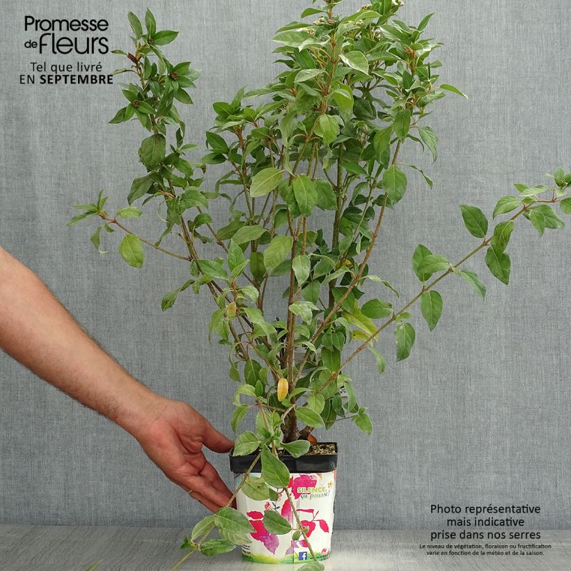 Ejemplar de Durillo - Viburnum tinus Maceta 2L/3L entregado en verano