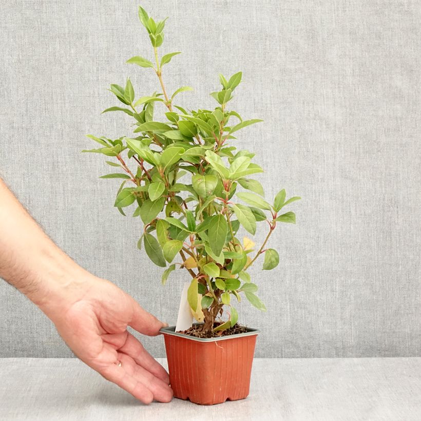 Ejemplar de Durillo - Viburnum tinus Maceta de 8/9 cm entregado en verano