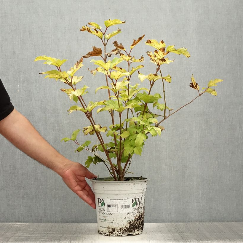 Ejemplar de Viburnum opulus Oh Canada Maceta 4L/5L entregado en verano