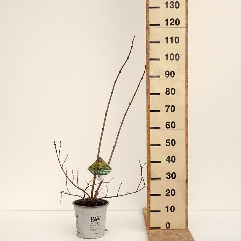 Viburnum opulus Oh Canada Maceta 4L/5L Ejemplar entregado en invierno