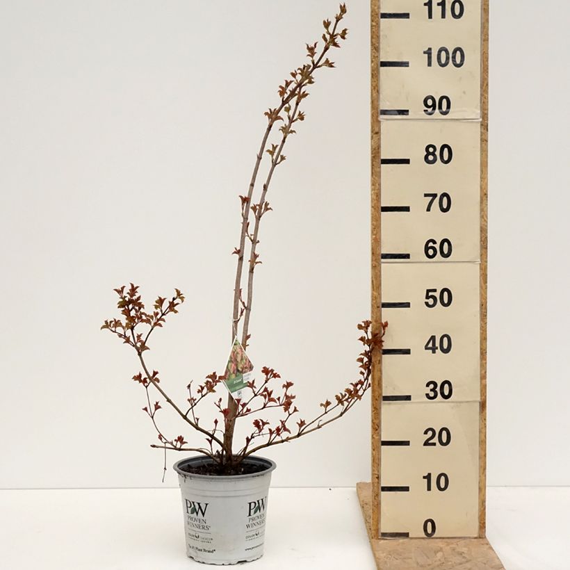 Viburnum opulus Oh Canada Maceta 4L/5L Ejemplar entregado en la primavera