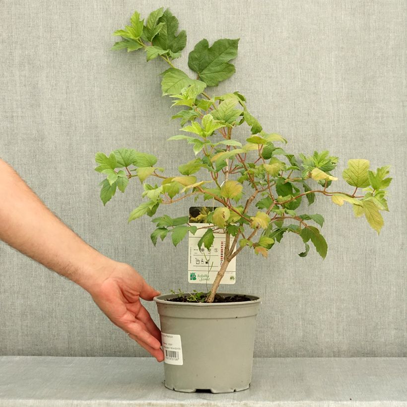 Ejemplar de Viburnum opulus Pechcin Maceta 3L/4L entregado en verano