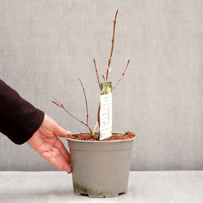 Viburnum opulus Pechcin Maceta 3L/4L Ejemplar entregado en invierno