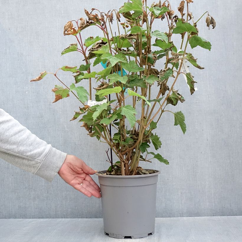 Ejemplar de Bola de nieve - Viburnum opulus Maceta 7,5L/10L entregado en otoño