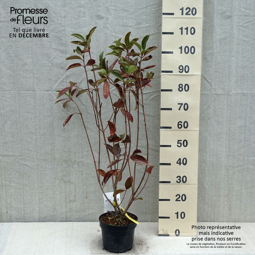 Ejemplar de Viburnum odoratissimum - Viburno Maceta 2L/3L entregado en otoño