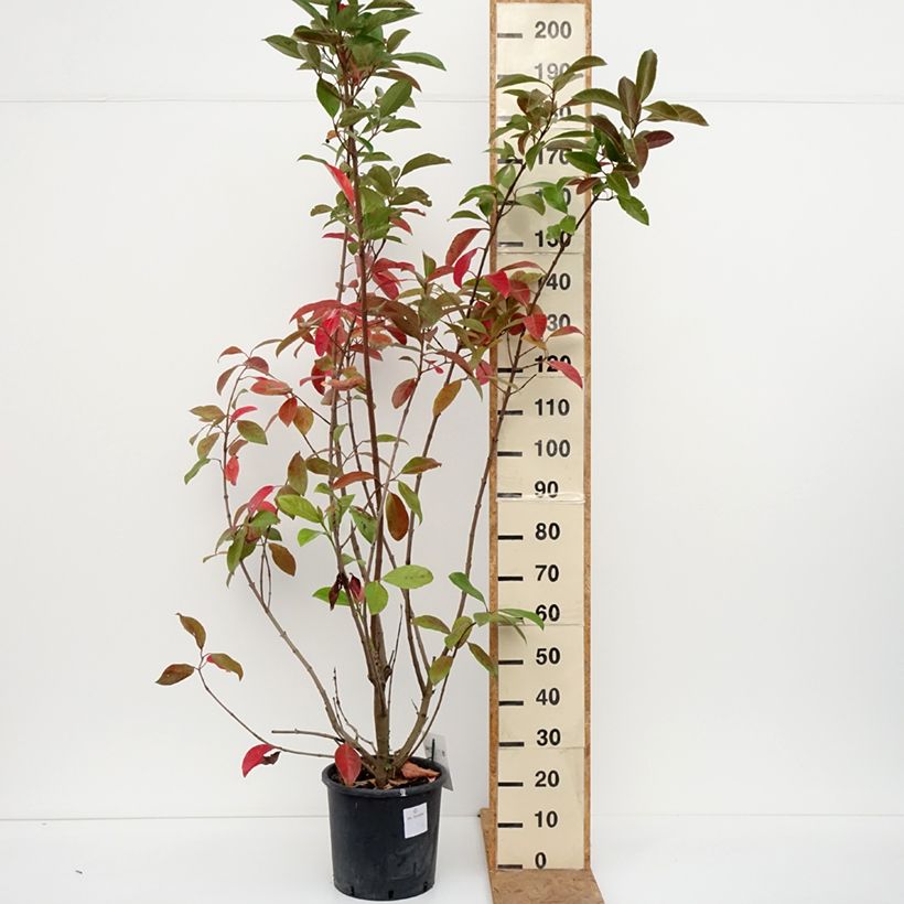 Ejemplar de Viburnum odoratissimum - Viburno Maceta 12L/15L entregado en otoño