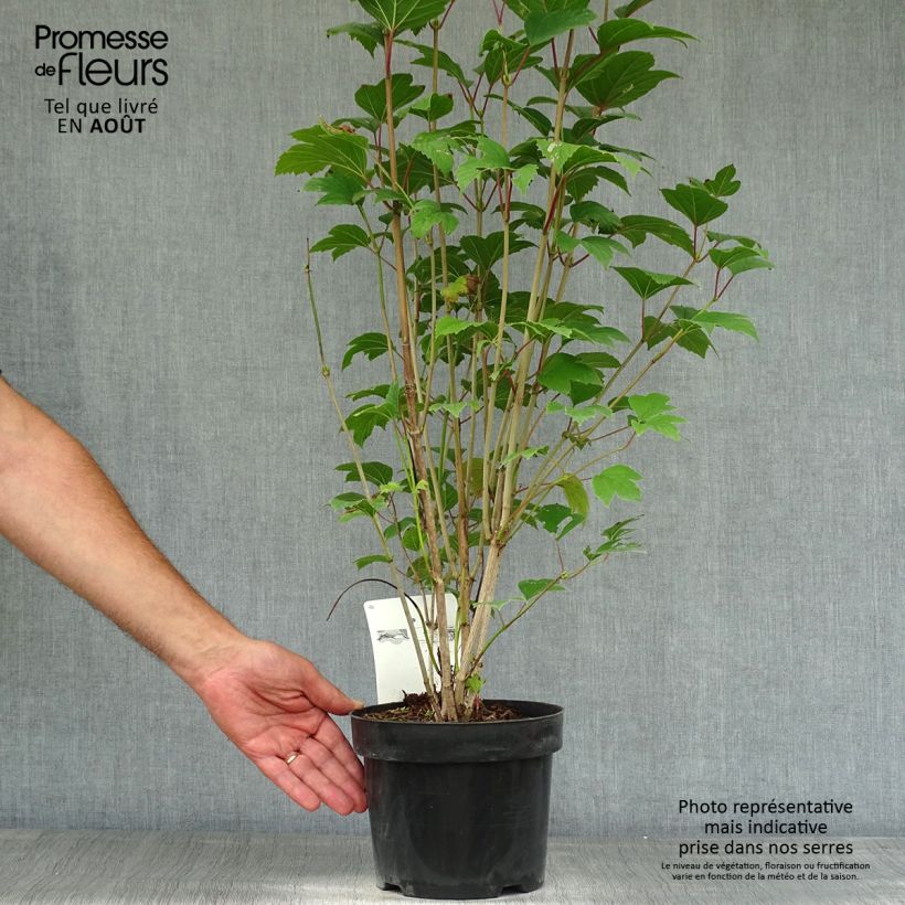 Ejemplar de Viburnum trilobum Bailey Compact - Viburno Maceta 3L/4L entregado en verano