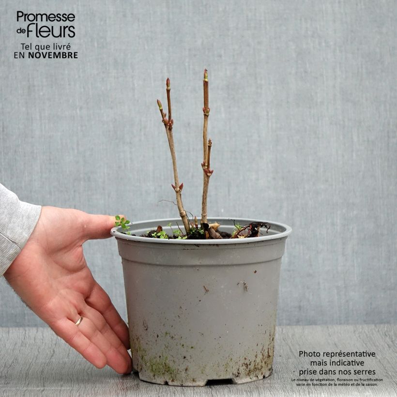 Ejemplar de Viburnum trilobum Spring Red Compact - Viburno Maceta 3L/4L entregado en otoño