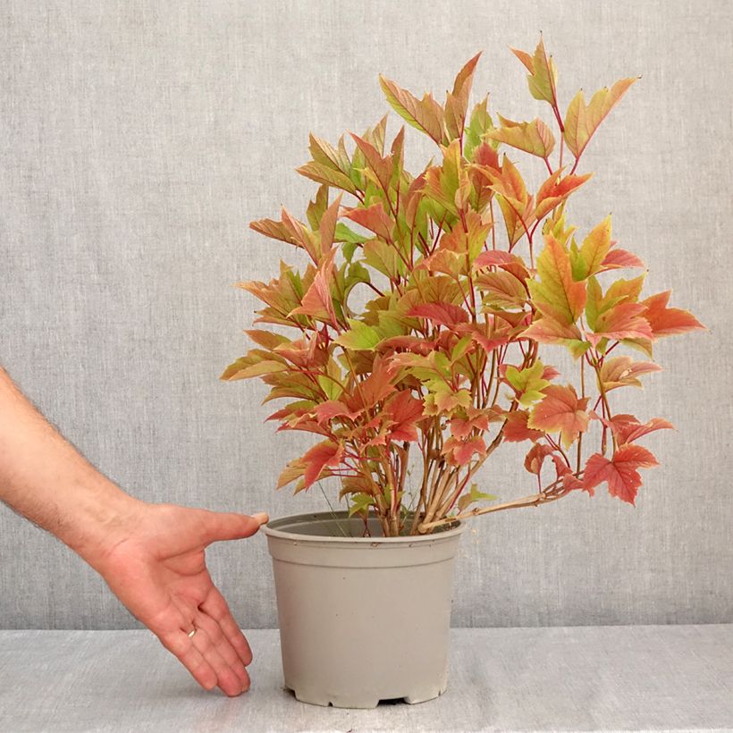 Ejemplar de Viburnum trilobum Spring Red Compact - Viburno Maceta 3L/4L entregado en verano