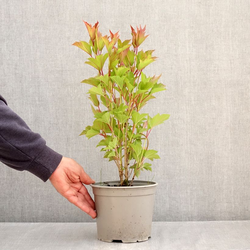 Viburnum trilobum Spring Red Compact - Viburno Maceta 3L/4L Ejemplar entregado en la primavera