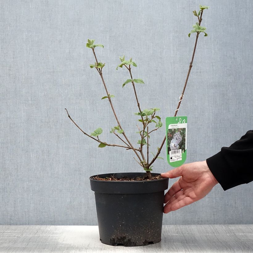 Viburnum carlesii Aurora - Viburno Maceta 3L/4L Ejemplar entregado en la primavera