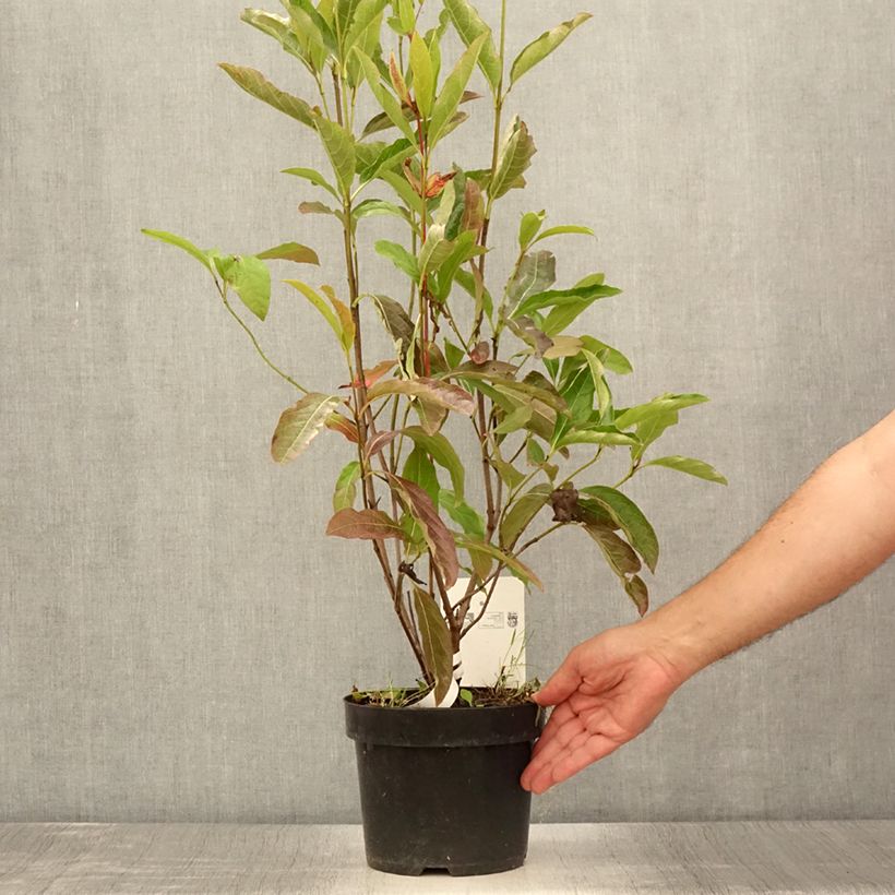 Ejemplar de Viburnum nudum Brandywine - Viburno Maceta 2L/3L entregado en verano