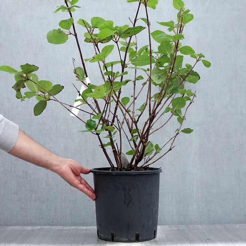 Ejemplar de Viburnum plicatum Grandiflorum Noble - Viburno de China Maceta 12L/15L entregado en verano