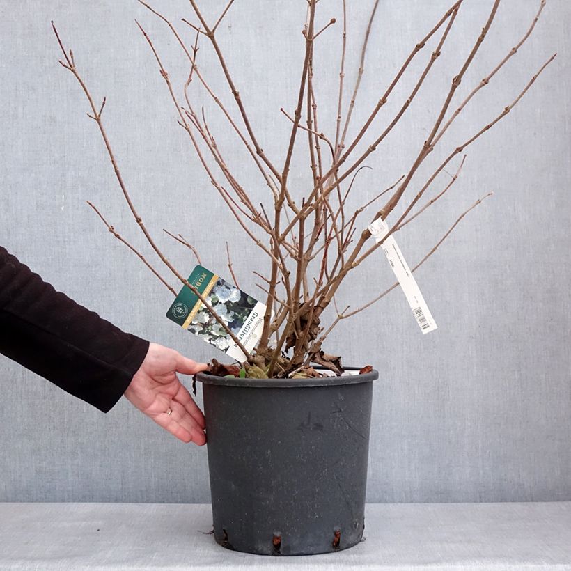 Viburnum plicatum Grandiflorum Noble - Viburno de China Maceta 12L/15L Ejemplar entregado en invierno