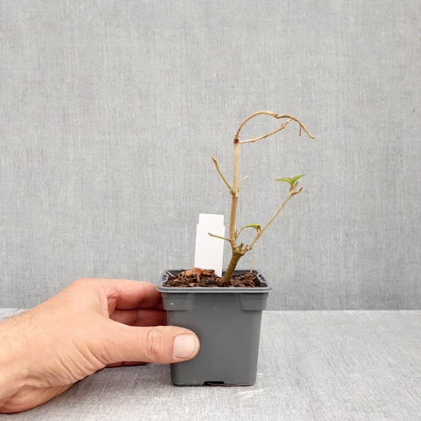 Ejemplar de Viburnum plicatum Kilimanjaro - Viburno de China Maceta de 8/9 cm entregado en otoño