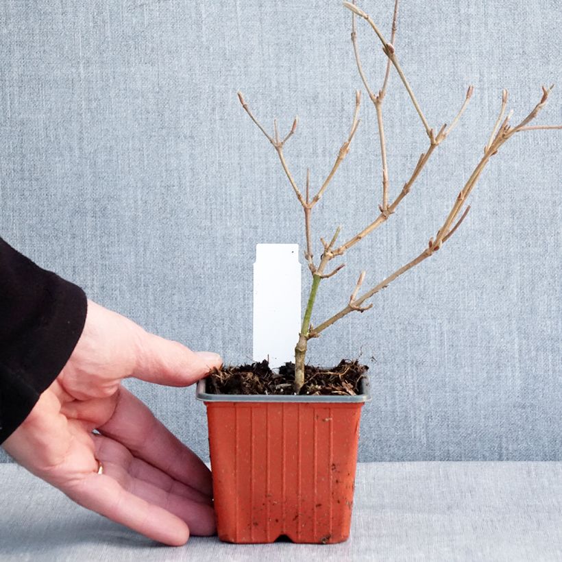 Viburnum plicatum Kilimanjaro - Viburno de China Maceta de 8/9 cm Ejemplar entregado en invierno