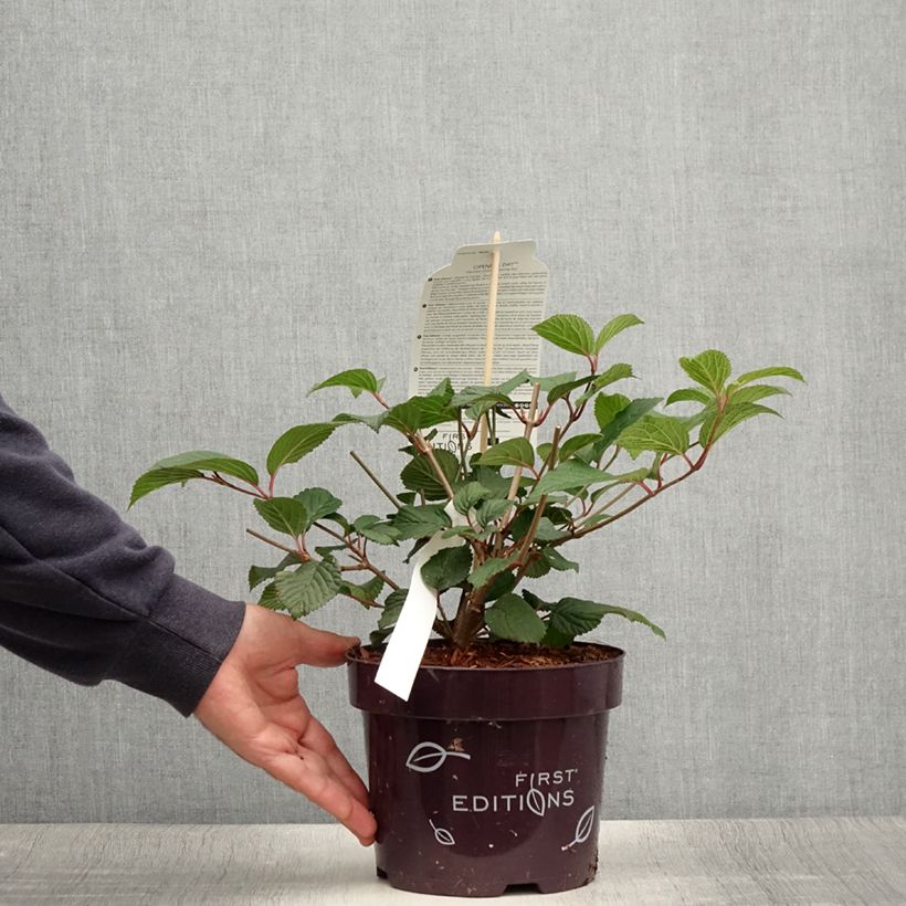 Ejemplar de Viburnum plicatum Opening Day - Viburno de China Maceta 1,5L/2L entregado en verano