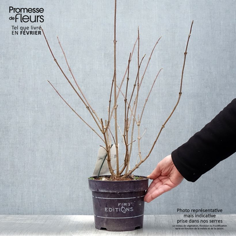 Viburnum plicatum Opening Day - Viburno de China Maceta 1,5L/2L Ejemplar entregado en invierno