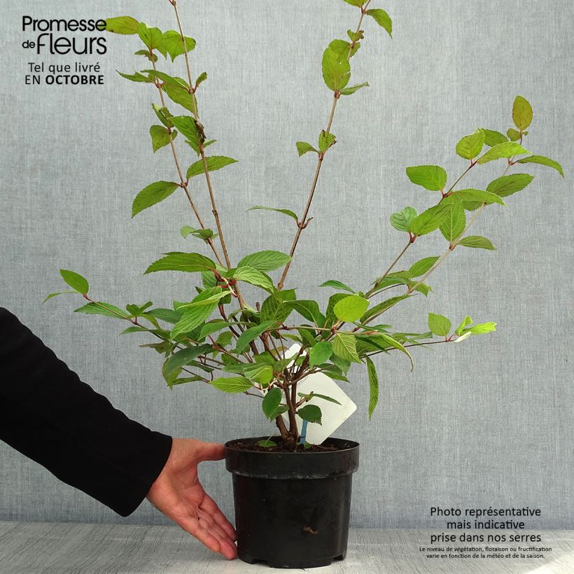 Ejemplar de Viburnum plicatum Pink Beauty - Viburno de China Maceta 2L/3L entregado en otoño