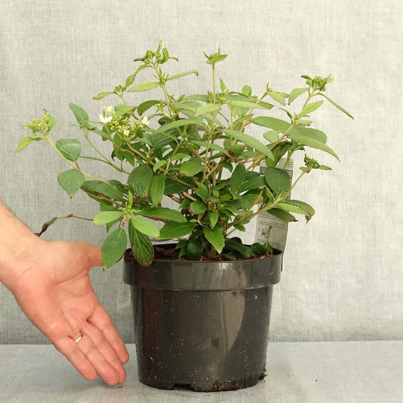 Ejemplar de Viburnum plicatum Pinkawai - Viburno de China Maceta 3L/4L entregado en verano