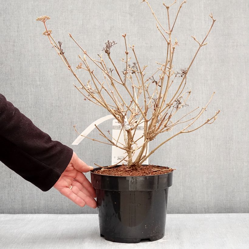Viburnum plicatum Pinkawai - Viburno de China Maceta 3L/4L Ejemplar entregado en invierno