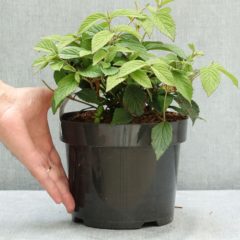 Ejemplar de Viburnum plicatum Pinkimono - Viburno de China Maceta 3L/4L entregado en verano
